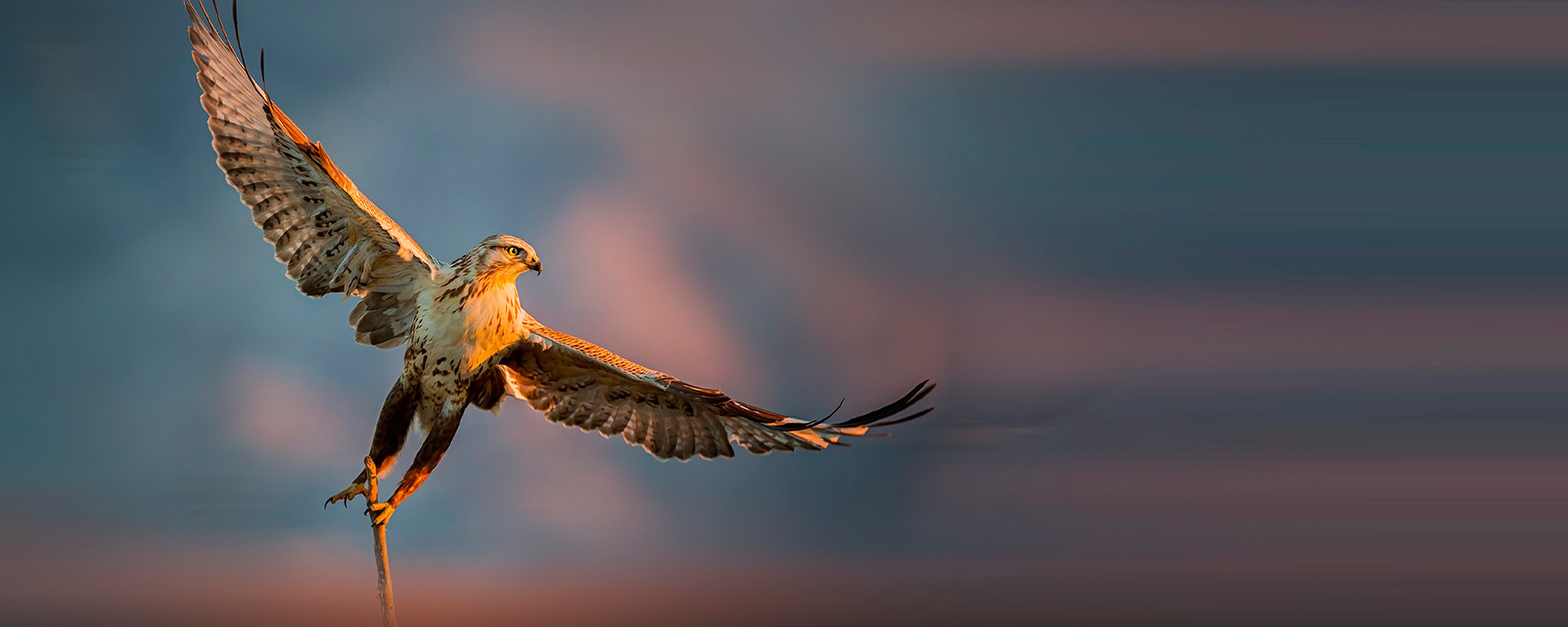 El águila perdicera recupera cielos de Aragón de la mano de Repsol | Revista  Accionistas Repsol